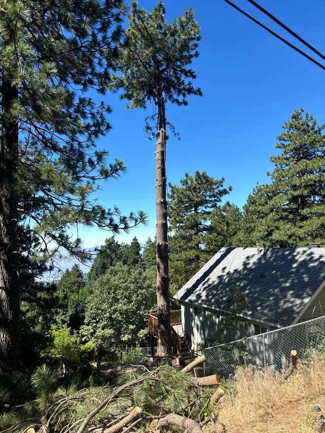 Tall pine standing close to a house, before removal