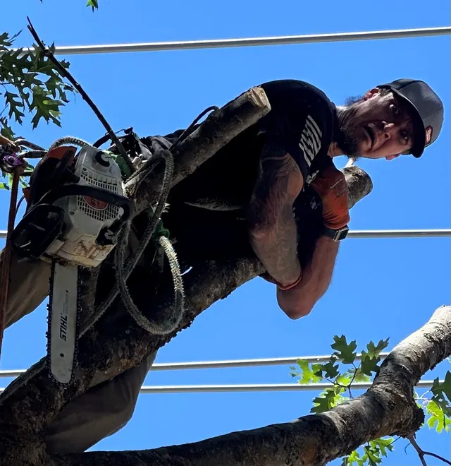 Climber with a chainsaw working high in a tree