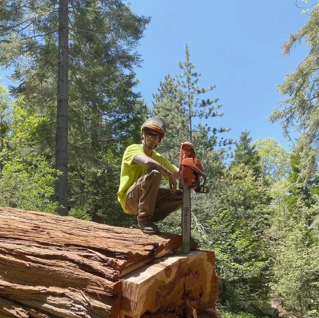 Arborist with a chainsaw on a large cut log