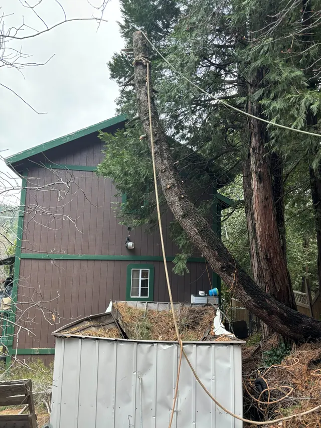 Leaning tree secured with rope beside a house