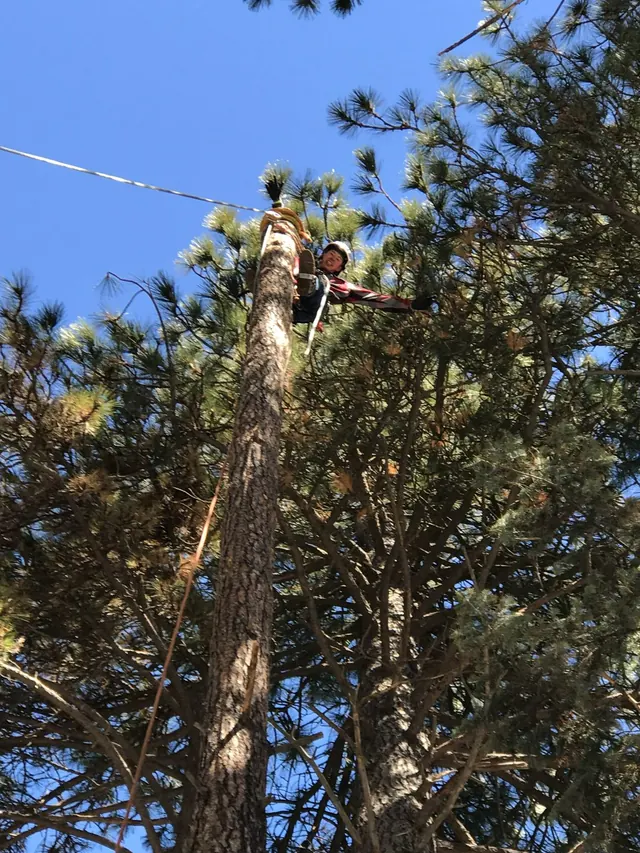 Arborist climbing near the top of a pine