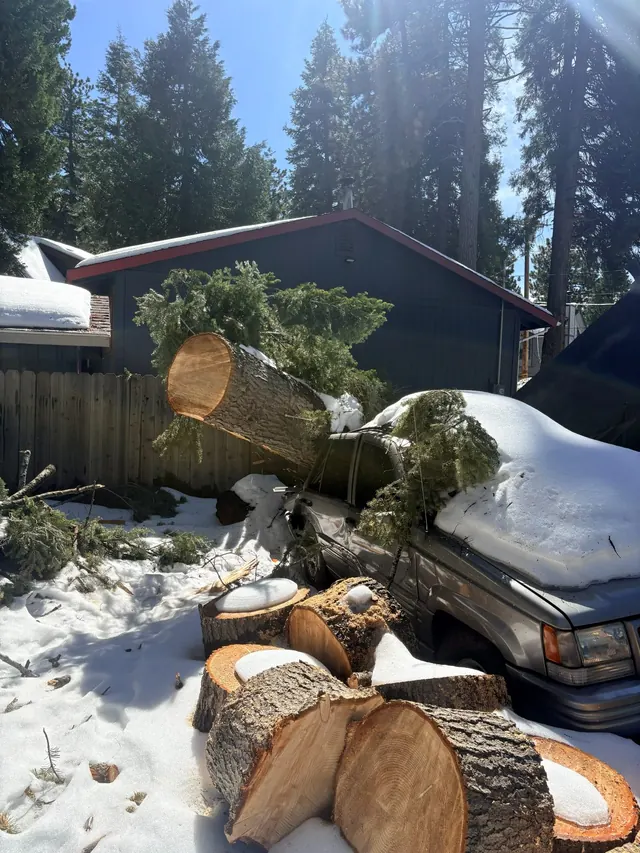 Cut sections of a fallen tree after a snowstorm