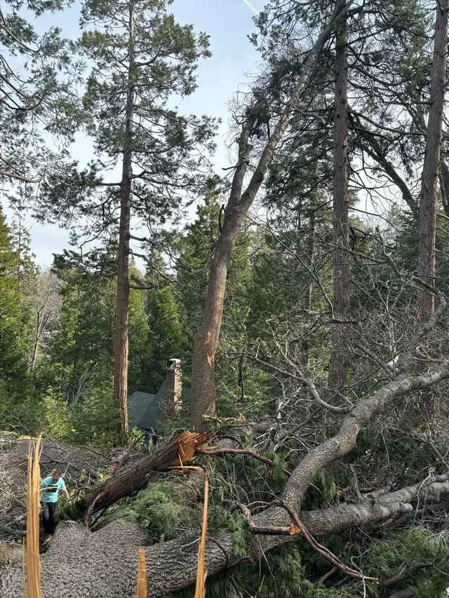 Storm-damaged trees on the ground in the forest
