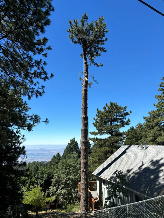 Tall pine being worked on against a blue sky
